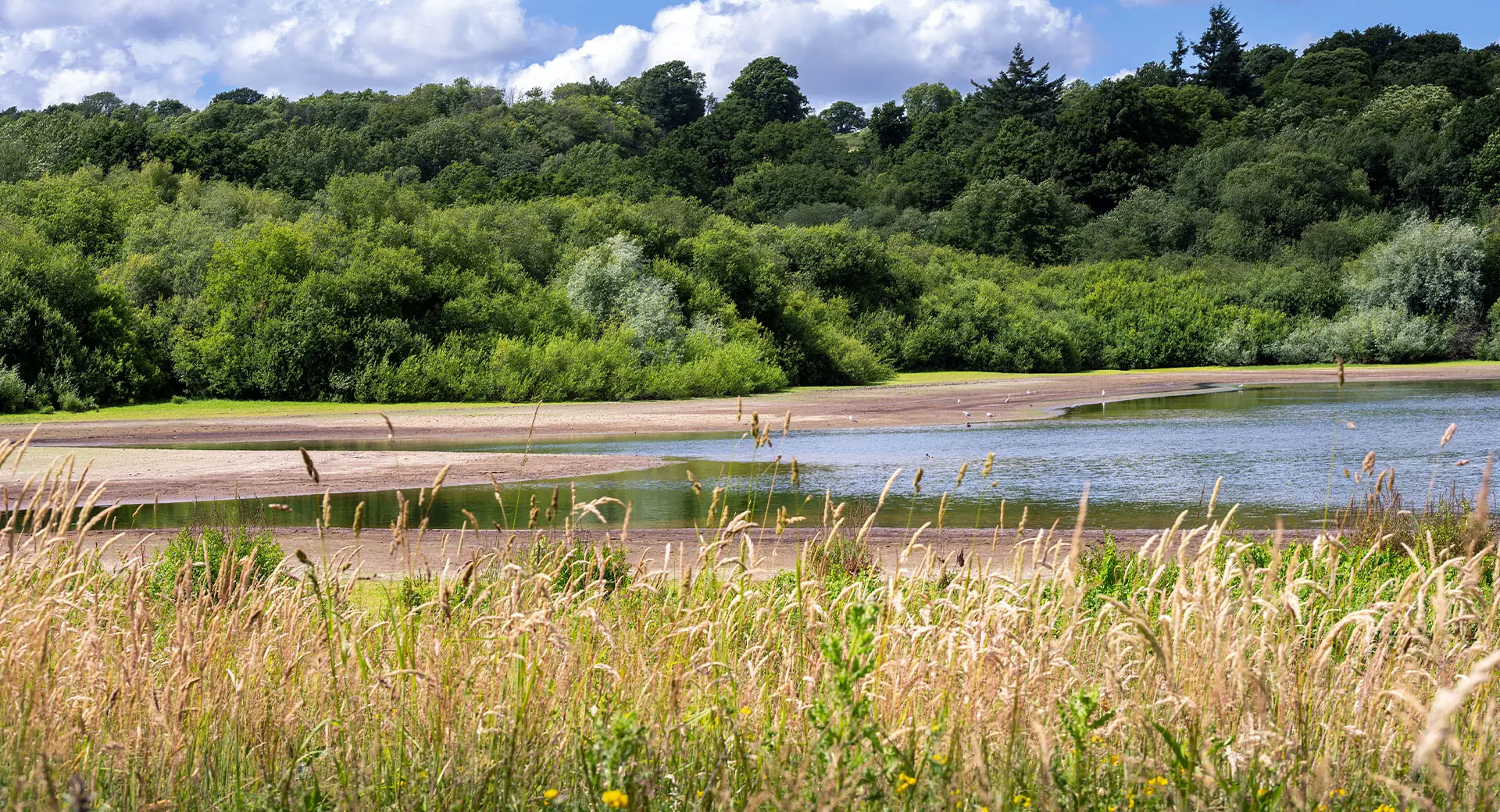 Birds on a beach at Bewl Water Reservoir with woodland behind them