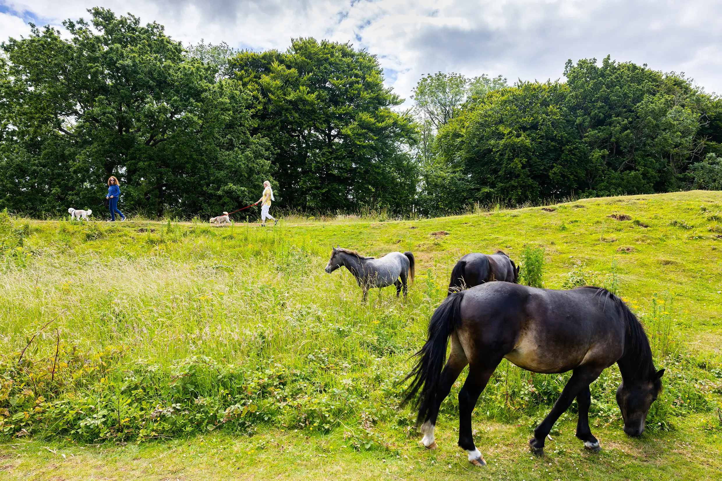 Three ponies in a field on Cissbury Ring with two dog walkers in the background